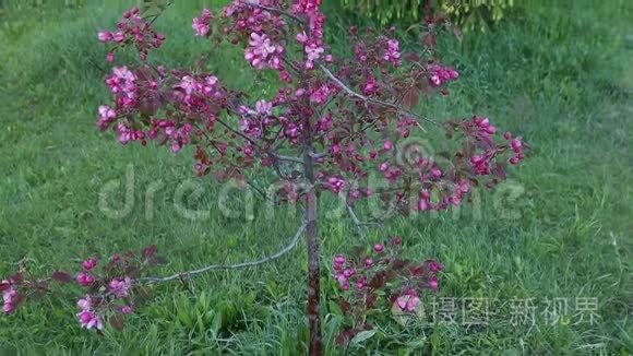 春天花园里开满苹果树的丁香花。 相机倾斜。