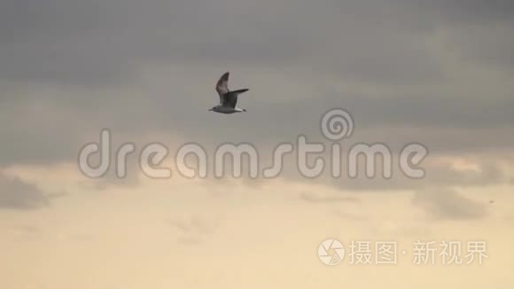 一只海鸥在乌云的背景下飞翔