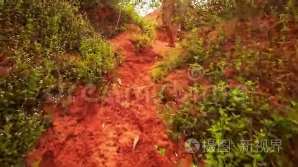 旅游老人爬上仙人爬坡过植物视频