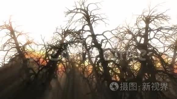 日落的阳光照射在干燥的树林里视频