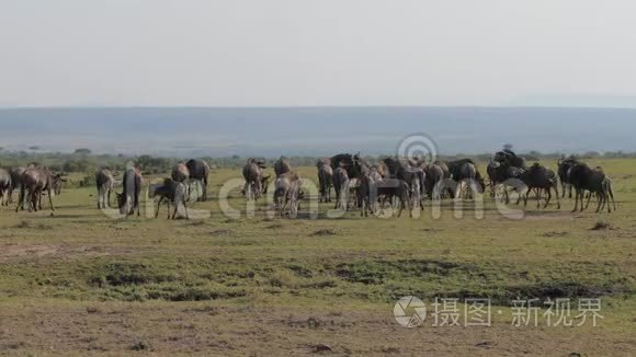 一群野生羚羊在非洲的一个保护区里经营着大草原。