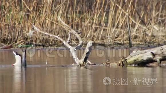 河中的鸭子游泳和潜水视频