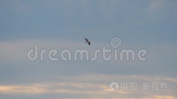 鸟飞向多云的天空视频