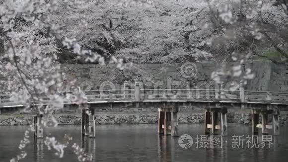 粉红色的花和许多颜色的樱花树，日本