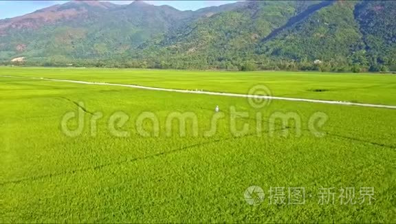 稻田间道路和小人物的空中景色视频