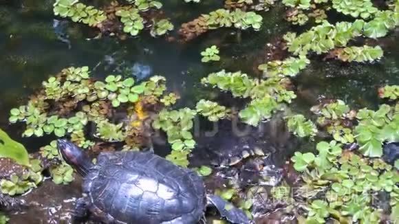 海龟走出池塘的水视频