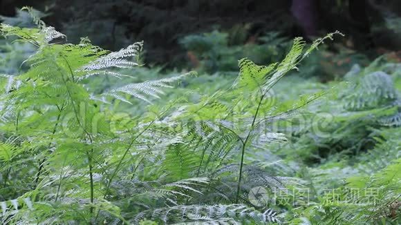 自然界中的蕨类植物