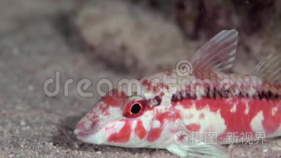 红海山羊鱼红海珊瑚沙布鲁米视频