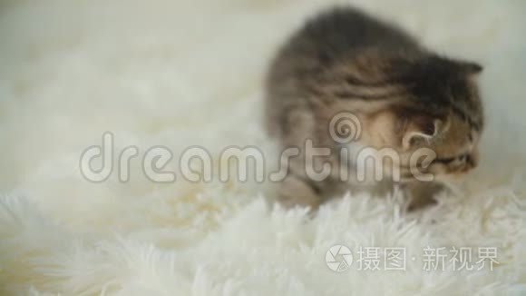 小猫咪在毯子上视频