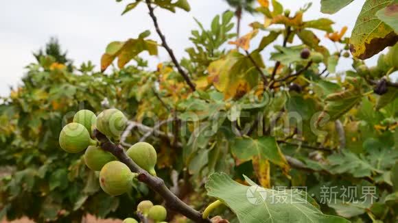 花园里有未成熟果实的无花果树视频