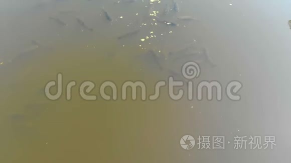 浮于水面的鲤鱼群的鸟瞰图视频