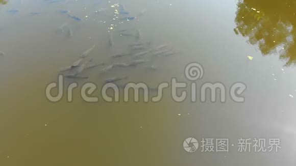 浮于水面的鲤鱼群的鸟瞰图视频