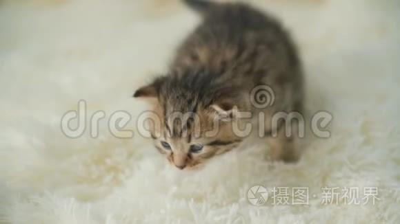 小猫咪在毯子上