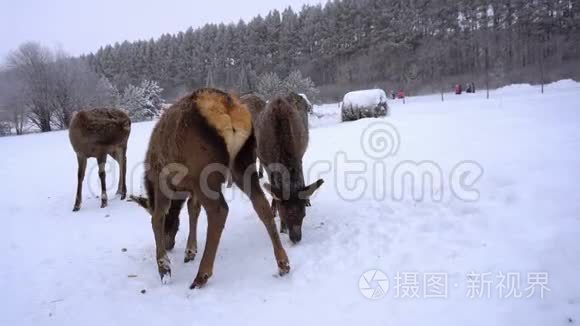 冬天鹿场围栏里的小鹿视频