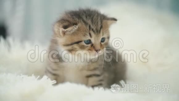 小猫咪在毯子上视频