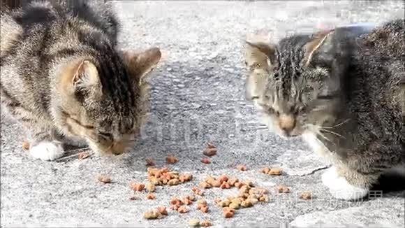 禁忌猫吃干粮视频