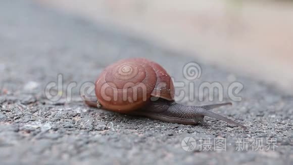 道路上蜗牛的宏观特写视频