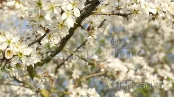 花期白色樱花海视频