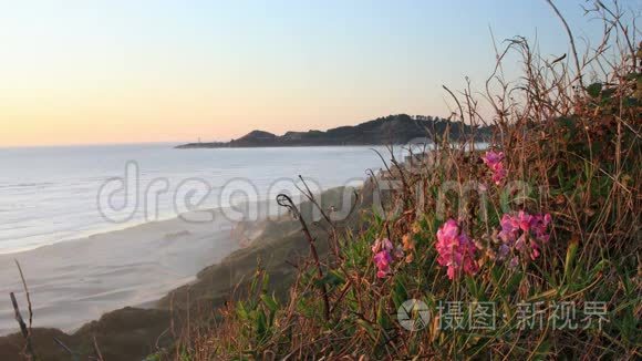 日落时的海岸野花视频