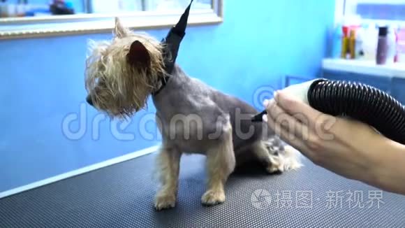 在宠物沙龙洗澡后在约克郡猎犬腿上烘干狗毛