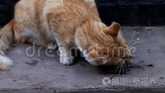 食肉动物吃猎物视频