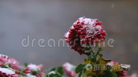 雪下红叶红菊花.. 初雪，秋，春，初冬.. 动作缓慢。