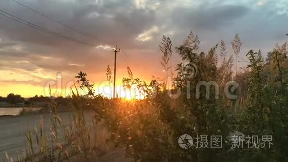 在夕阳中飞舞视频