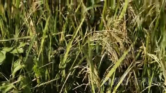 人工林水稻的特写视频