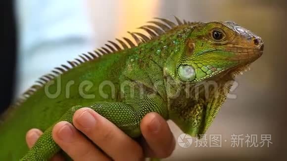 蜥蜴 亚洲常见的爬行动物种类mov格式视频下载 正版视频编号03k560 摄图新视界视频库