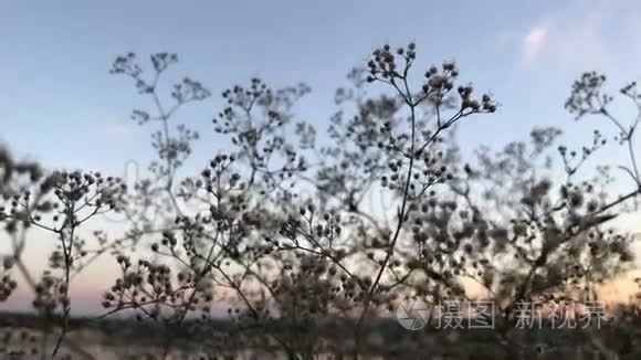 天空湛蓝的花朵视频