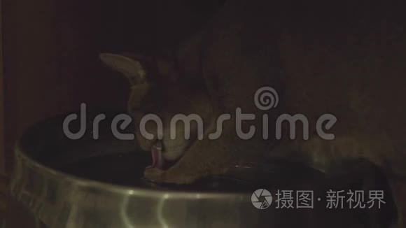 红猫从碗里喝水