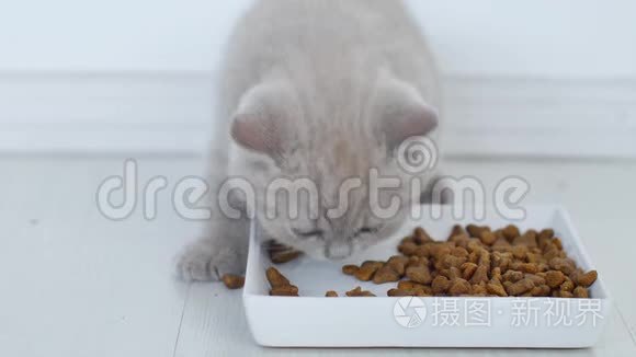 吃宠物食物的猫视频