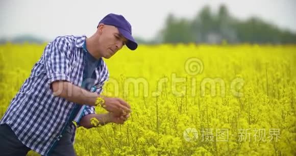 农民在田间检查和嗅闻油菜花视频