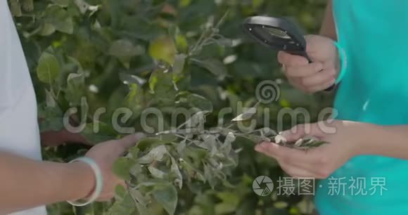 生物学家或农艺师，对苹果叶片进行分析。