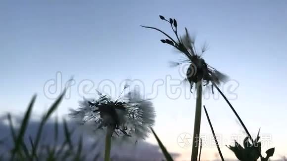 在美丽的天空背景下的蒲公英视频