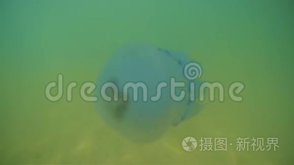 水母在黑海的水下游泳视频