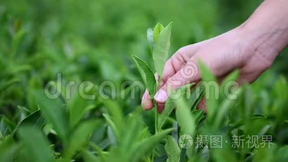 手感受种植园上的茶叶.. 用一只雌性的手在茶园采茶