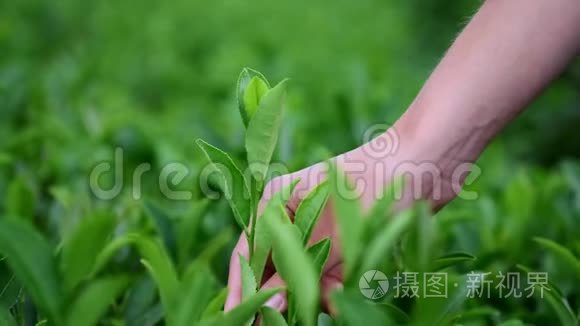 手感受种植园上的茶叶.. 用一只雌性的手在茶园采茶