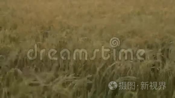肥沃的稻田视频