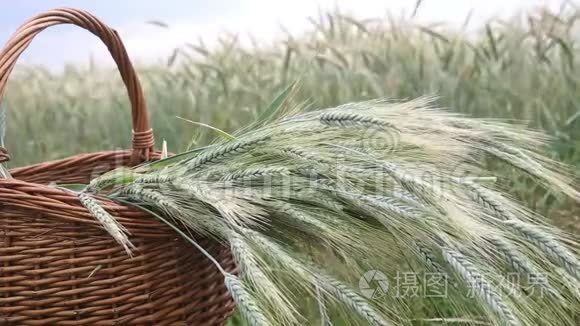 风中玉米地前挂着谷物的篮子视频