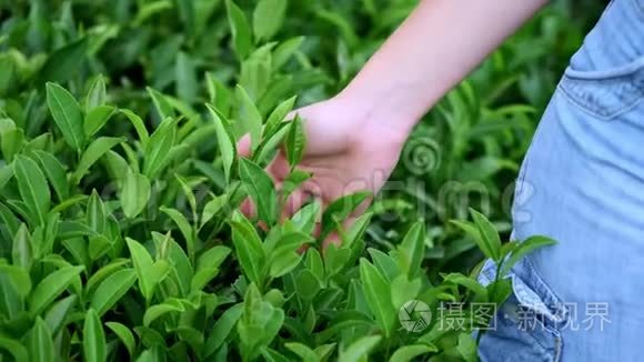 手感受种植园上的茶叶.. 用一只雌性的手在茶园采茶