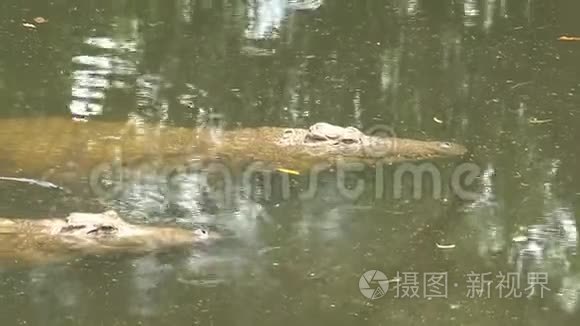 年轻的尼罗河鳄鱼半淹没在水中视频