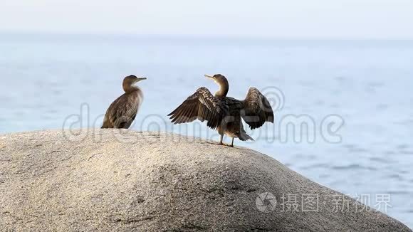 科斯塔布拉瓦现场与西班牙，科斯塔布拉瓦