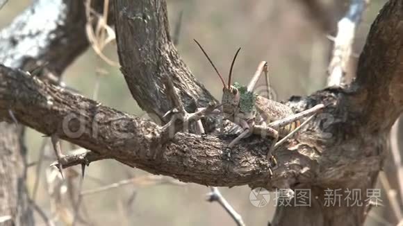 大型蚱蜢栖息在一棵树上