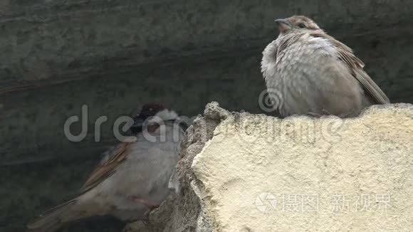 一对棕色的小鸟栖息在屋顶上视频