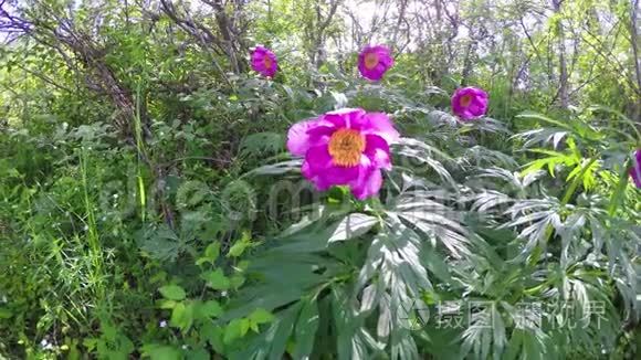 泰加森林特写处赤芍异常视频