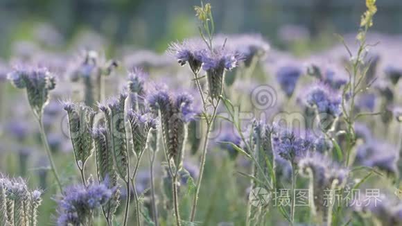 蜜蜂从法赛利亚采集蜂蜜