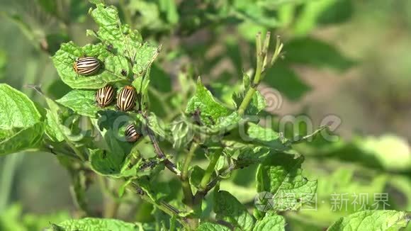 园丁用手从花园里的马铃薯植物中采摘科罗拉多甲虫寄生虫虫。 特写镜头。 4K