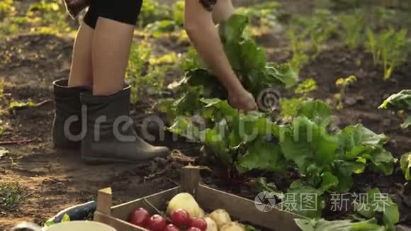 农民采摘甜菜和折叠在一个木箱在有机农场的田野在日落光。