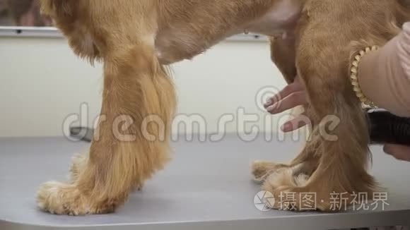 新郎用金鸡犬的爪子干视频